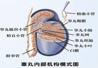 睾丸囊肿的症状